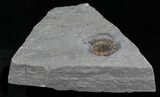 Promicroceras Ammonite - Dorset, England #30726-2